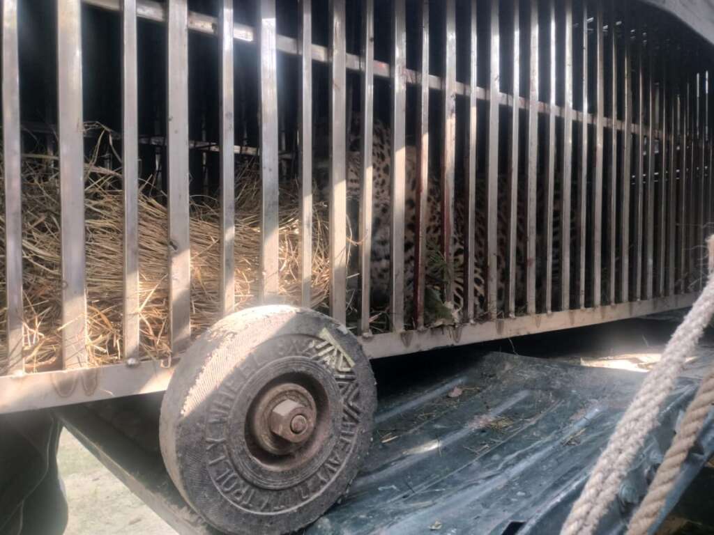 चंपावत: मंगोली का आदमखोर गुलदार पकड़ा गया, क्षेत्रवासियों ने ली राहत की सांस